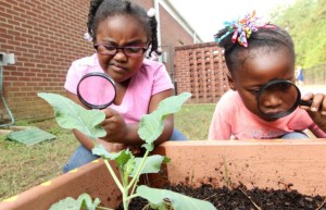Adam Robison | BUY AT PHOTOS.DJOURNAL.COM Shantia Roberts and Tanaya Williams, kindergarteners at Parkway Elementary School, use magnifying glass to examine leaves and the dirt in one of the garden boxes at the school where the strudents have fall vegetables growing.